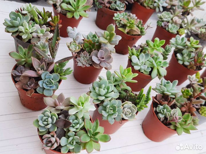 Наборы разноцветных суккулентов