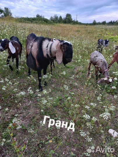 Нубийские козы,козлики,козёл на племя