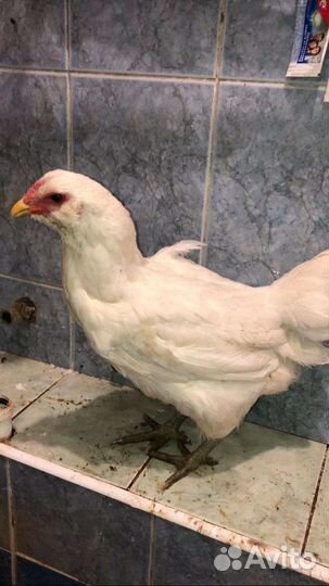 Классные кроссы и цыплята)