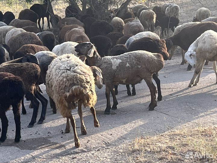 Бараны на племя, матки