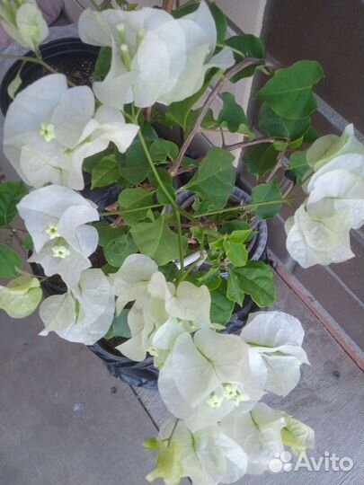 Замиакулькас,бугенвилия