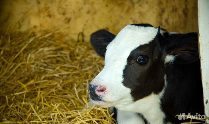 Бычки.бычки