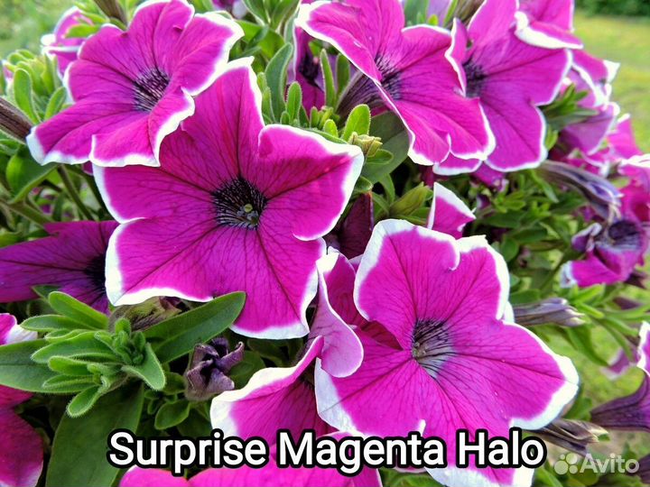 Вегетативная петуния