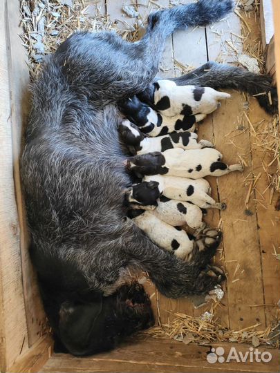 Щенки дратхаара