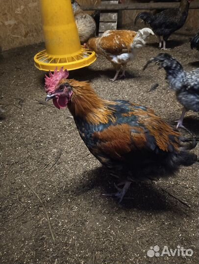 Молодые петухи