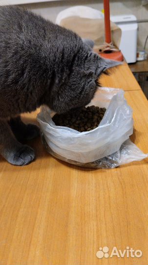 Русский голубой кот