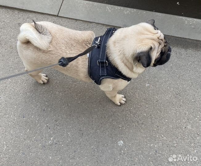 Мопс вязка ценна договорая