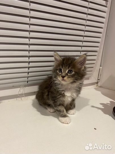Котята
