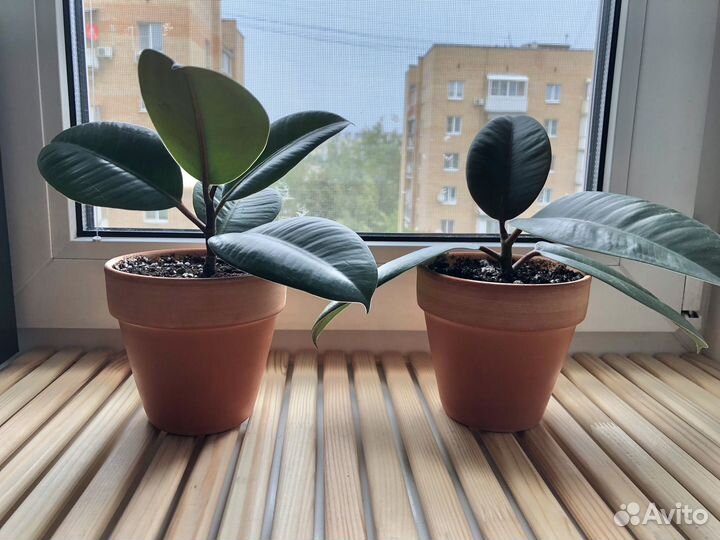 Фикус каучуконосный эластика