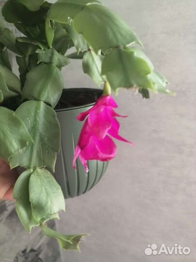 Отростки декабриста