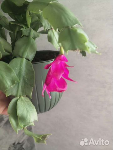 Отростки декабриста