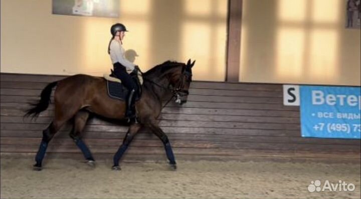 Перспективная кобыла в спорт