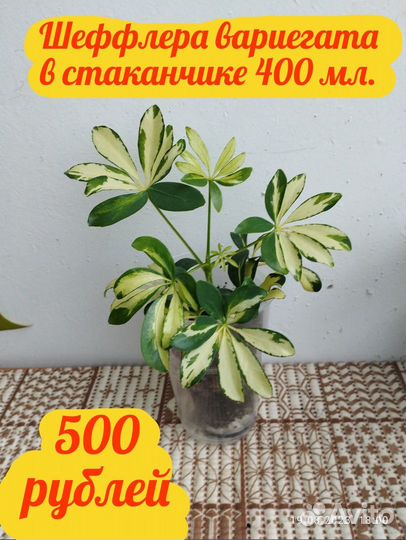 Хойя Карноза Триколор, Кримсон Квин, Шеффлера