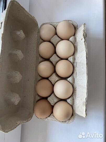 Домашнее яйцо, цыплята