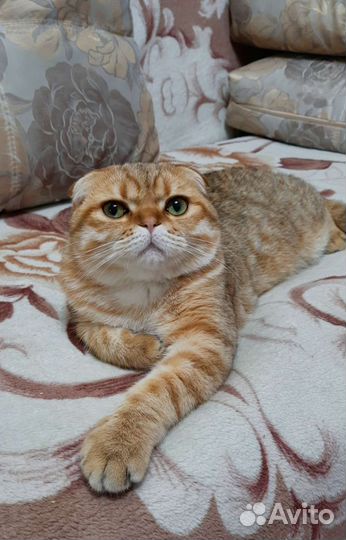 Шотландский кот вязка