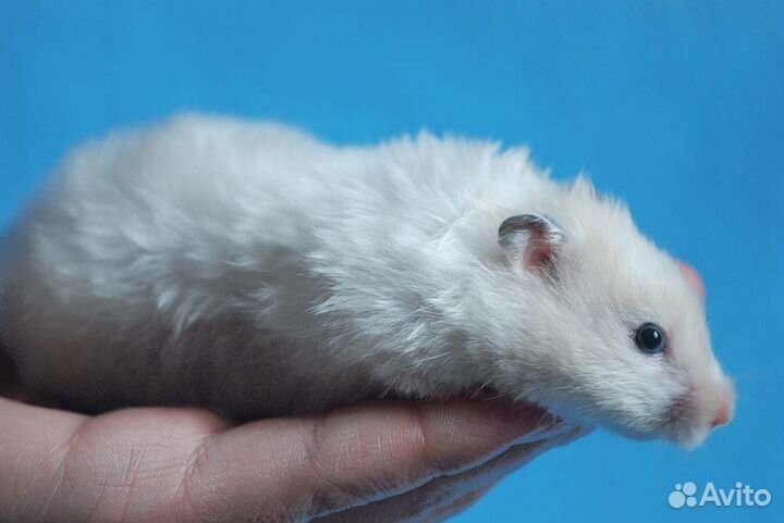 Ангорские длинношерстные сатиновые хомяки