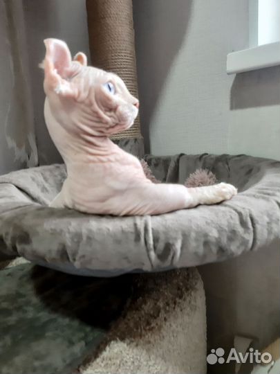 Канадский сфинкс