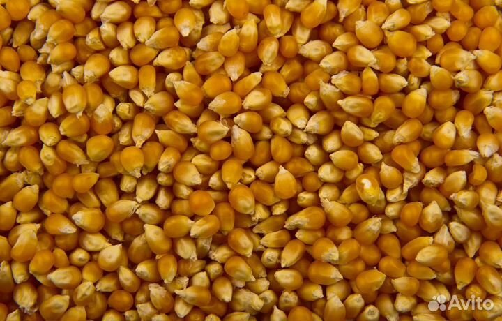 Фуражная кукуруза, Соя корма