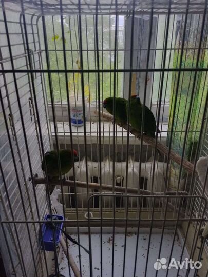 Попугаи какарики