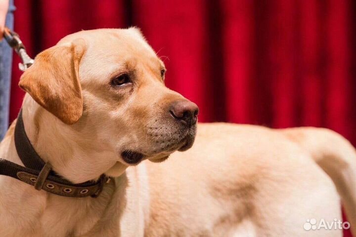 Дрессировка и воспитание собак