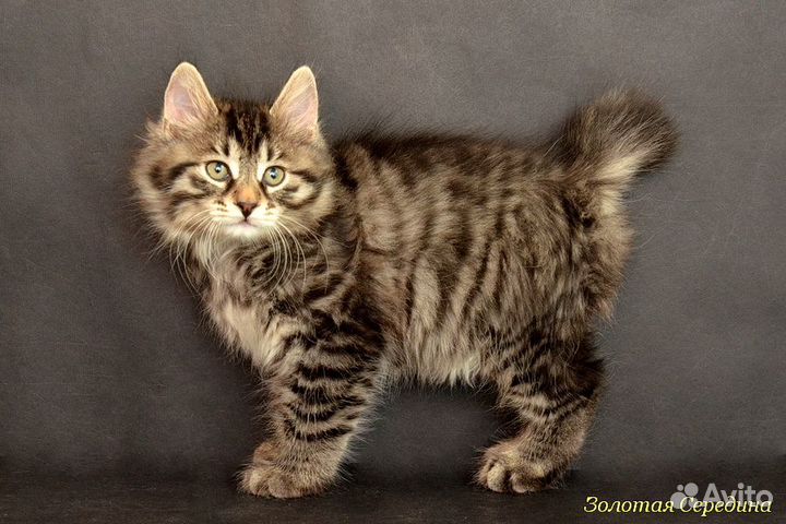 Делимся с вами счастьем