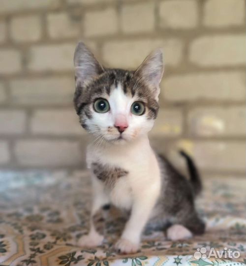 Ласковый котенок в добрые руки