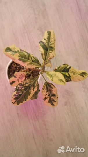 Фикус Рубигиноза вариегатная