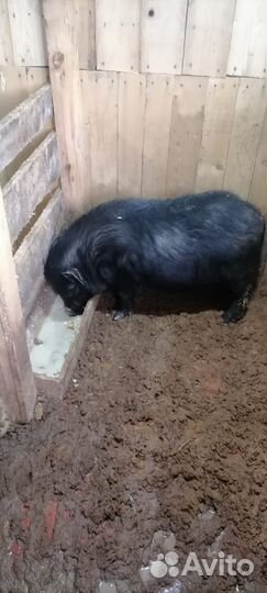 Вьетнамский вислобрюхий хряк