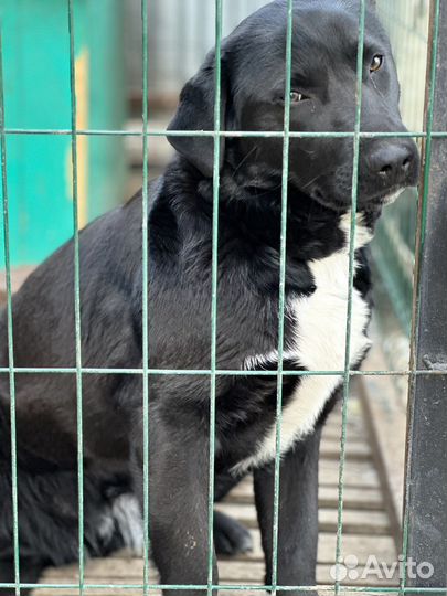 Собака+варьер