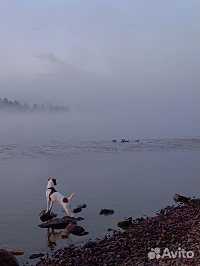 Джек (парсон ) Рассел терьер в добрые руки