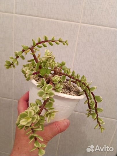 Суккуленты и кактусы, флорариум