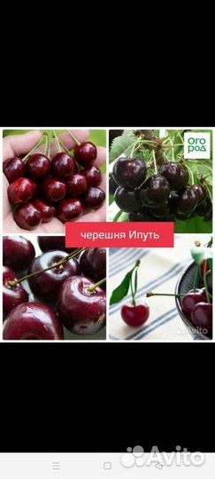 Саженцы черешни