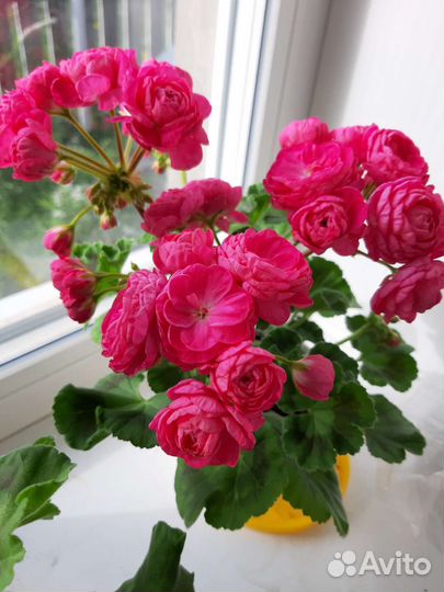 Пеларгония герань сортовая