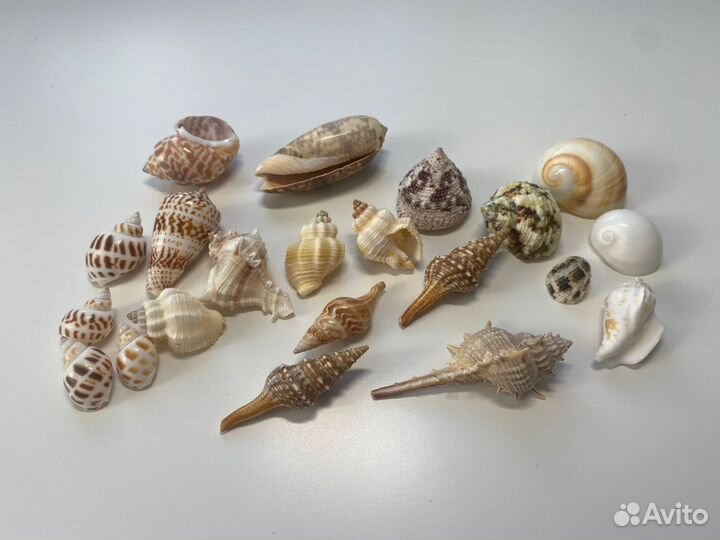 Морские ракушки