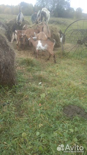 Продаются козы