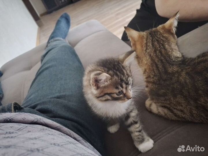 Кошка в дар бесплатно