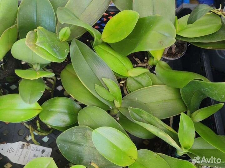 Фаленопсис мини