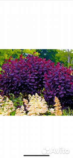 Скумпия Роял Перпл