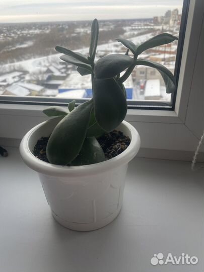 Комнатные цветы. Денежное дерево