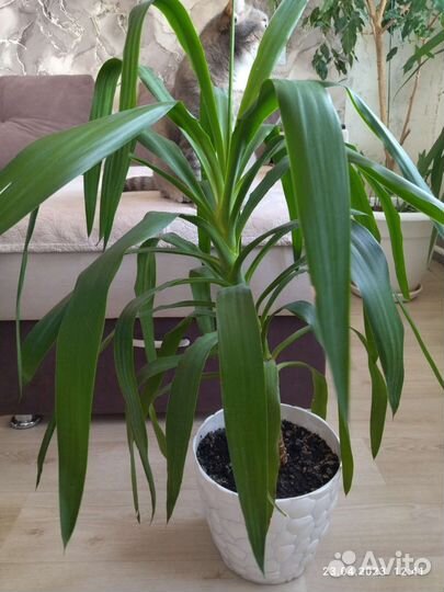 Драцена, шефлера, юкка,фикус