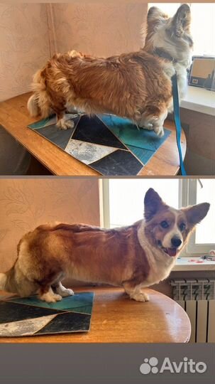 Груминг Магдагачи