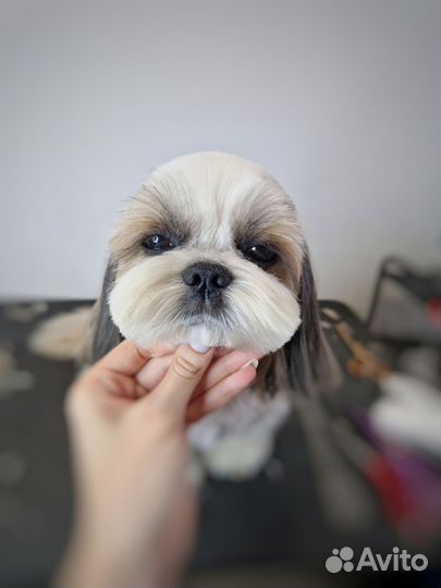 Стрижка собак и кошек, груминг