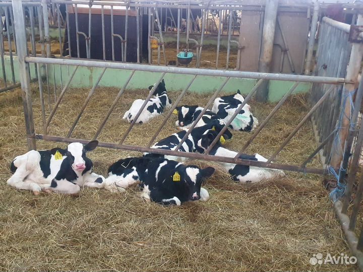 Телята и бычки на мясо