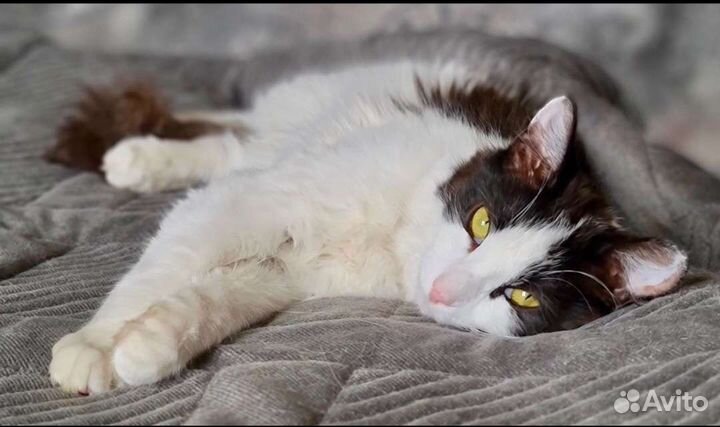 Кошечк нужен дом