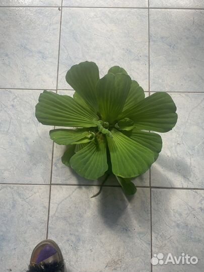 Пистия и водный гиацинт для пруда и аквариума