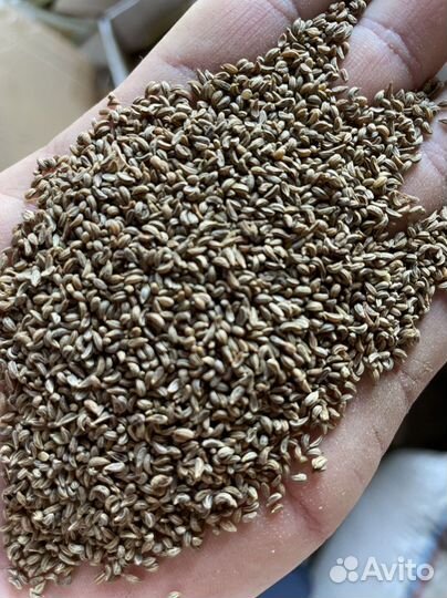 Семена,просроченные, Овощи,овощей