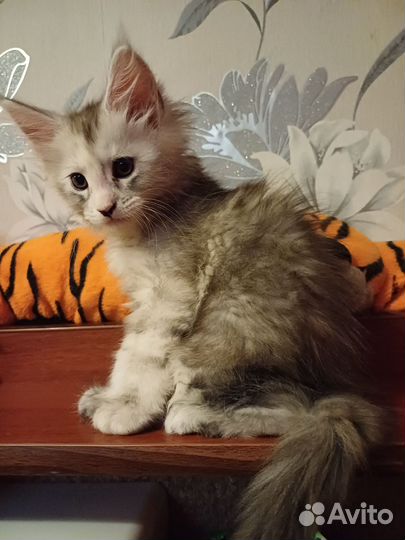 Продаются котята мейн-кун
