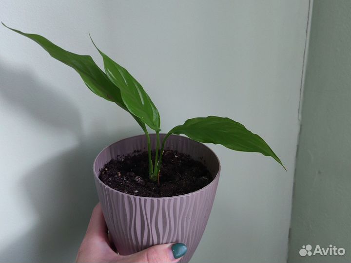 Спатифиллум