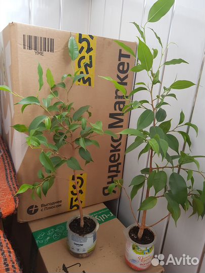 Фикус Бенджамина 