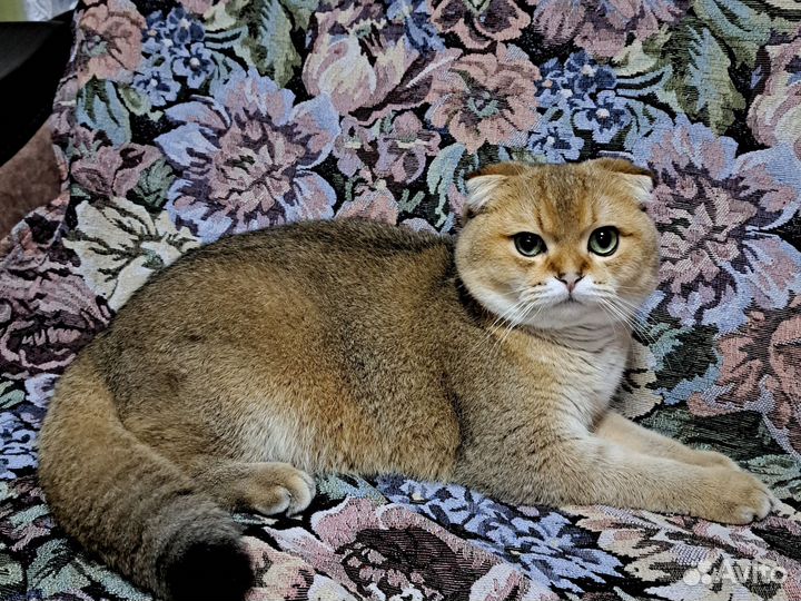 Шотландский молодой котик ищет невесту. 9 месяцев